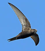 Common Swift