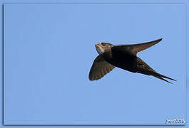 Common Swift