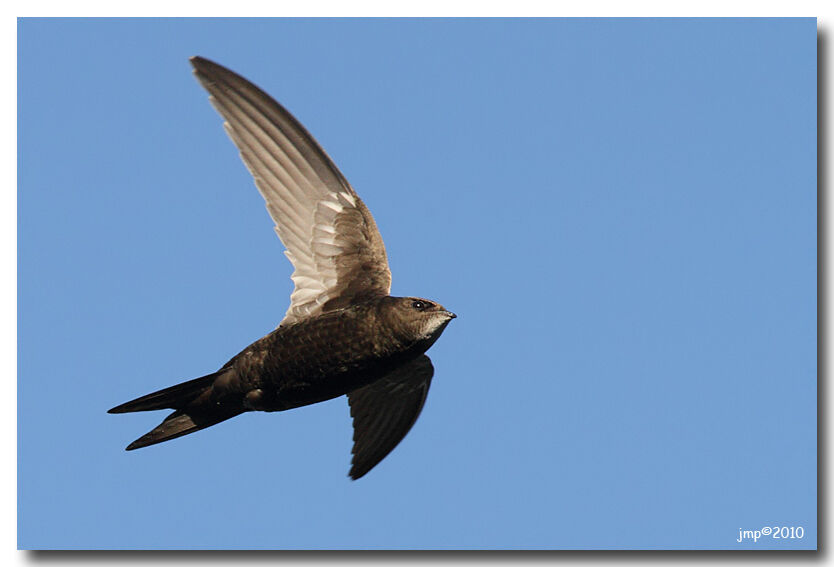 Common Swift