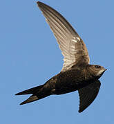 Common Swift