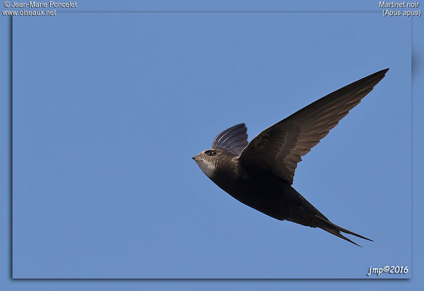 Common Swift