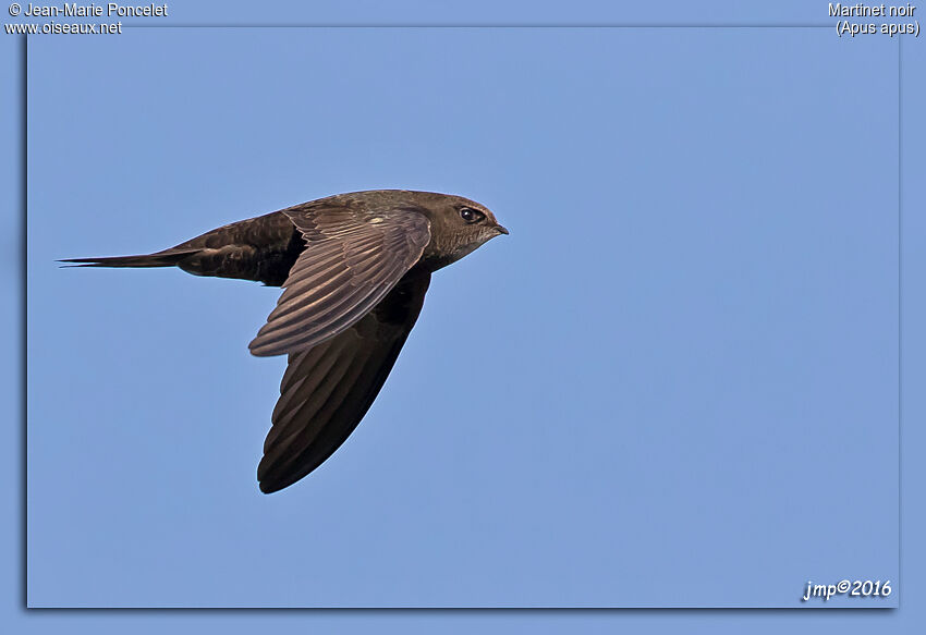 Common Swift