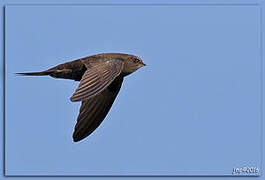 Common Swift