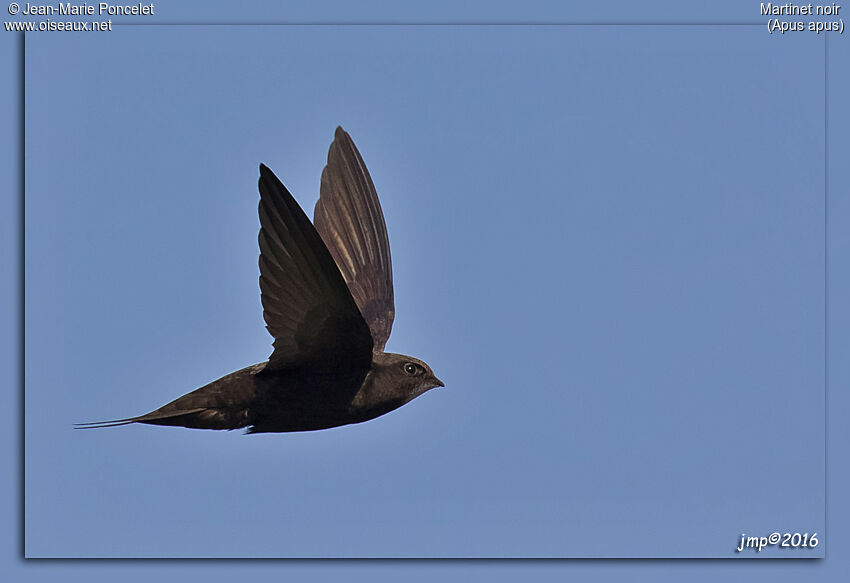 Common Swift