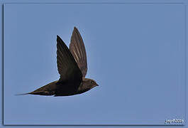 Common Swift