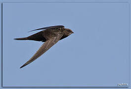 Common Swift