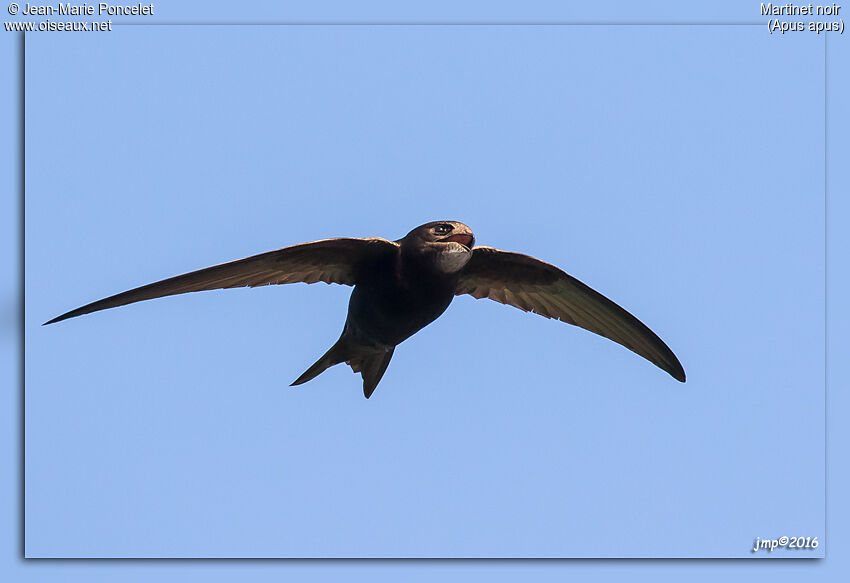 Common Swift