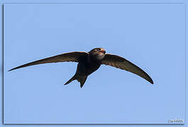 Common Swift