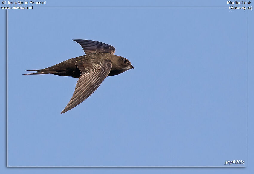 Common Swift