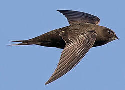 Common Swift