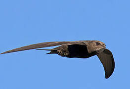 Common Swift