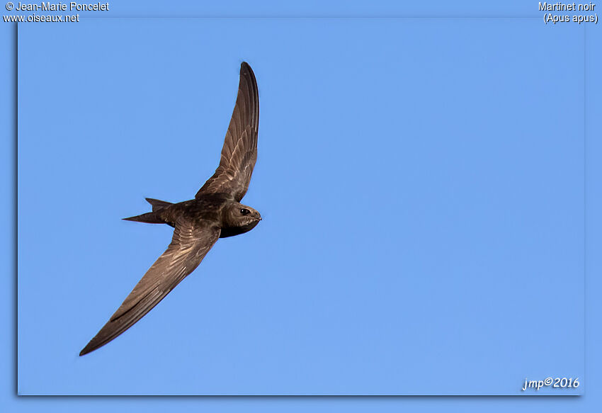 Common Swift