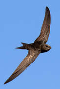 Common Swift