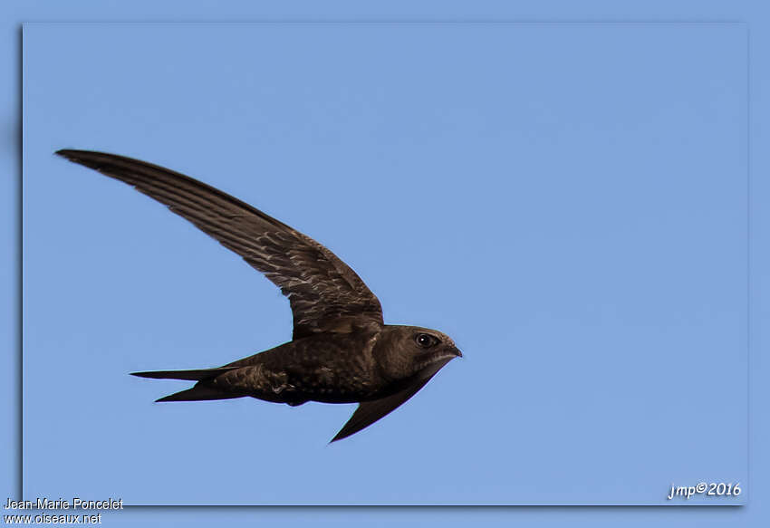 Common Swift