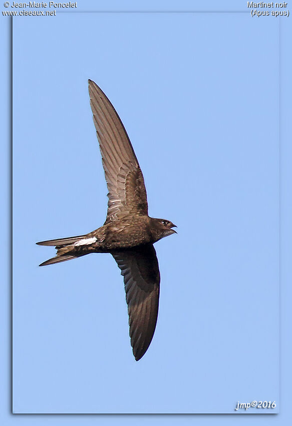 Common Swift