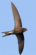 Common Swift