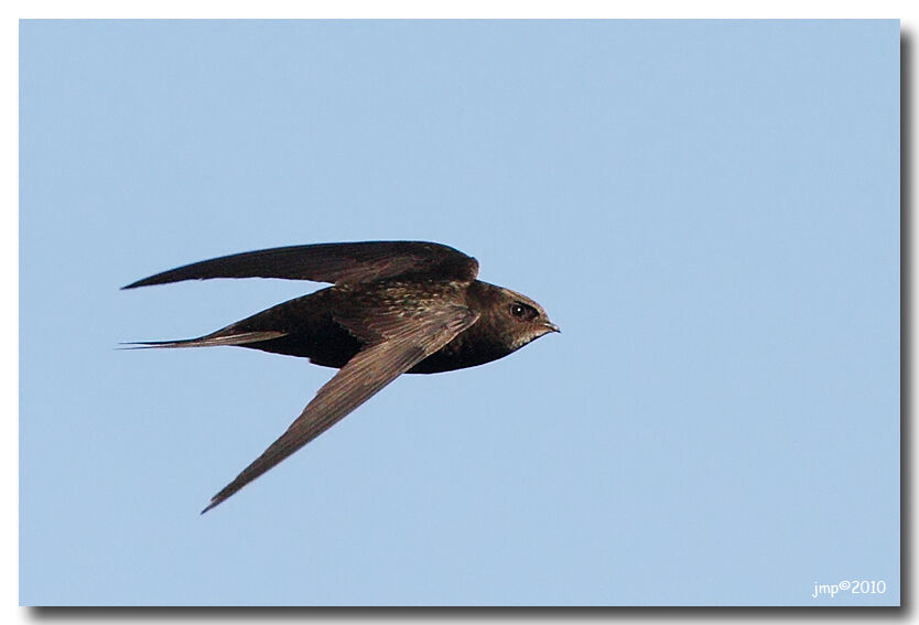 Common Swift