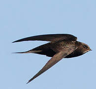 Common Swift