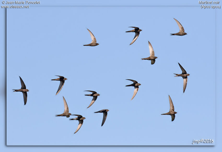 Common Swift