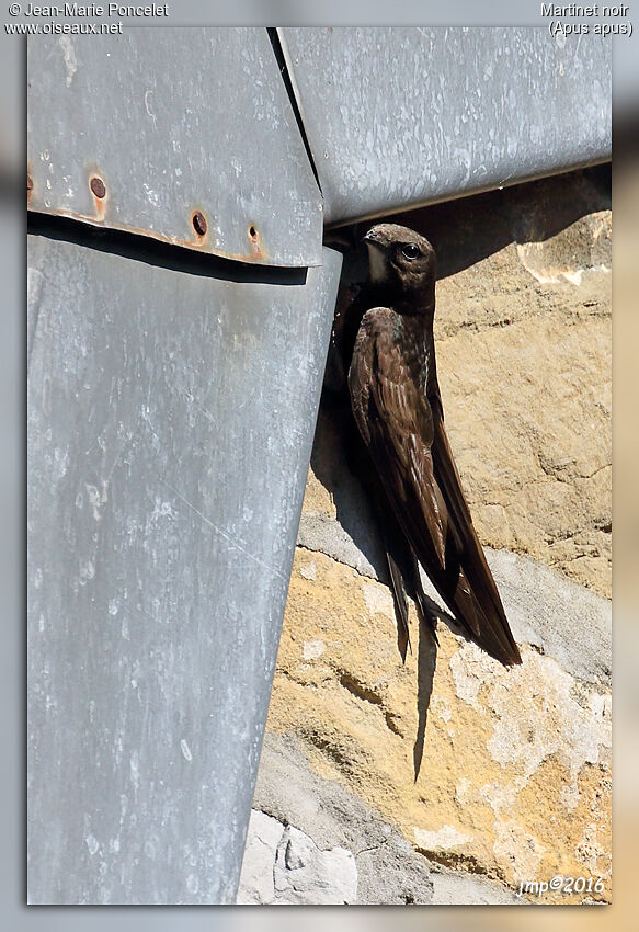 Common Swift