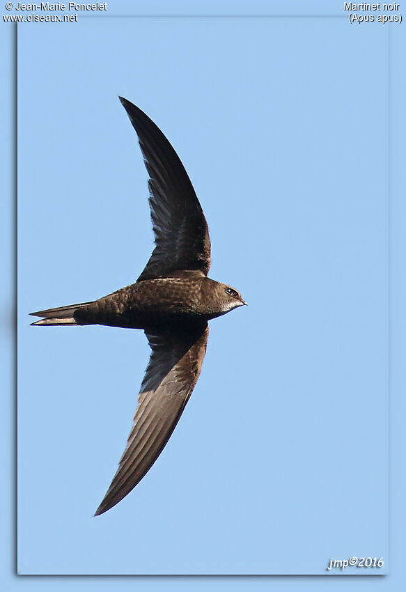 Common Swift