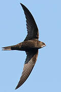 Common Swift