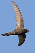 Common Swift