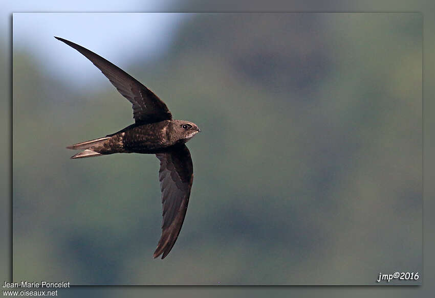 Common Swift