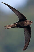 Common Swift