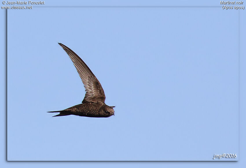 Common Swift