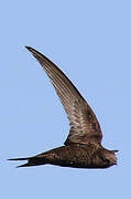 Common Swift