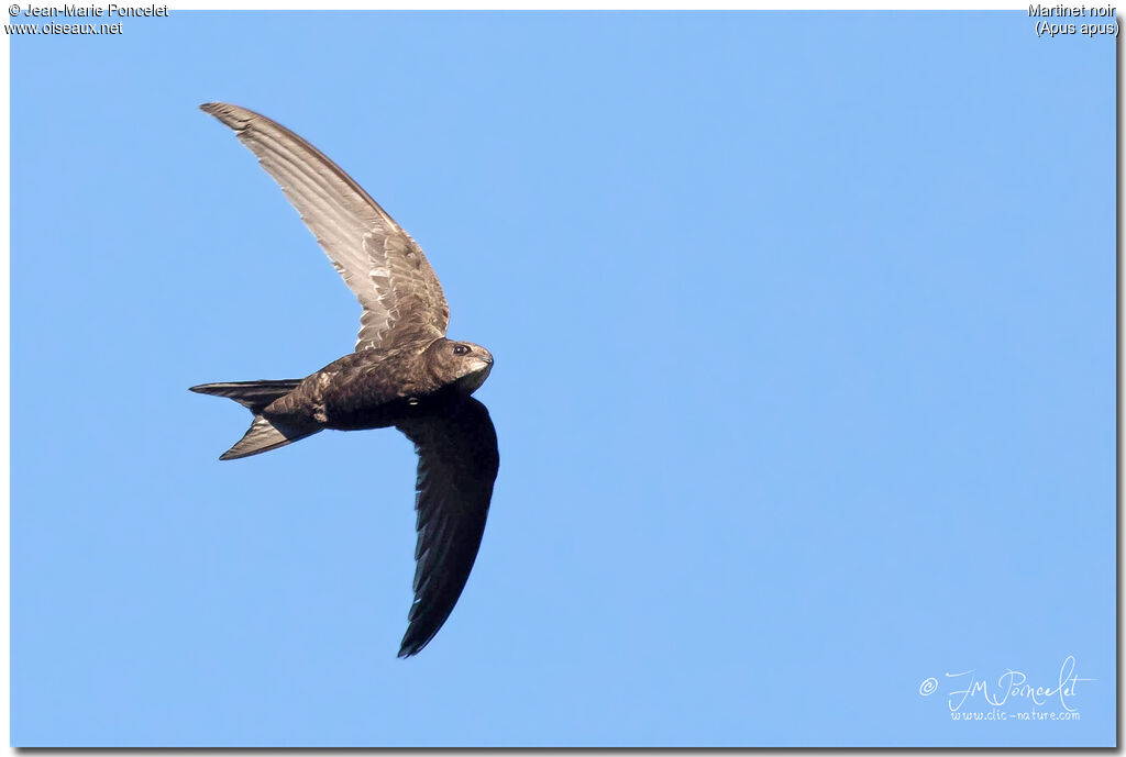 Common Swift