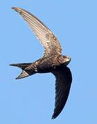 Common Swift