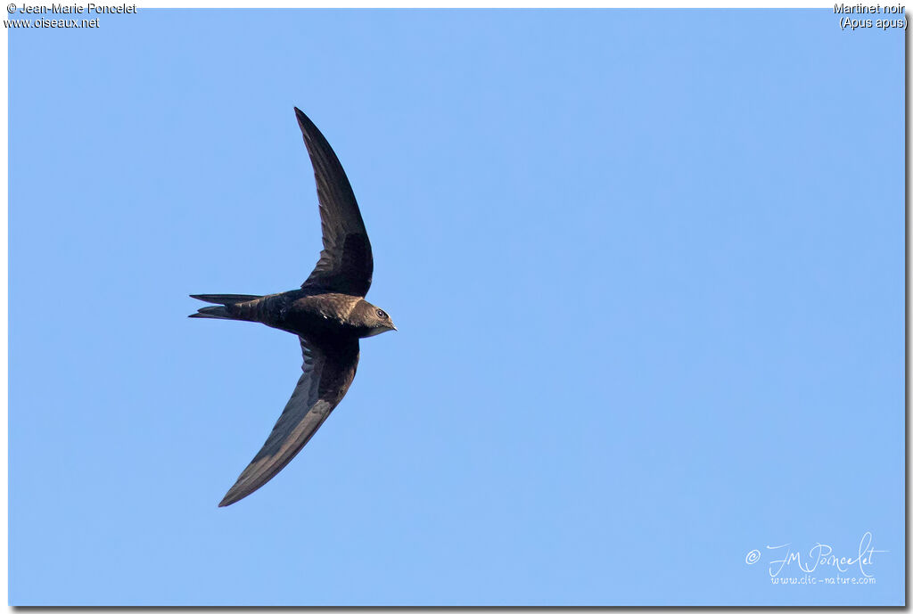 Common Swift