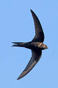 Common Swift