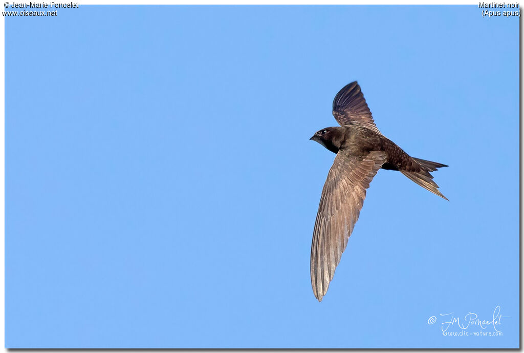 Common Swift