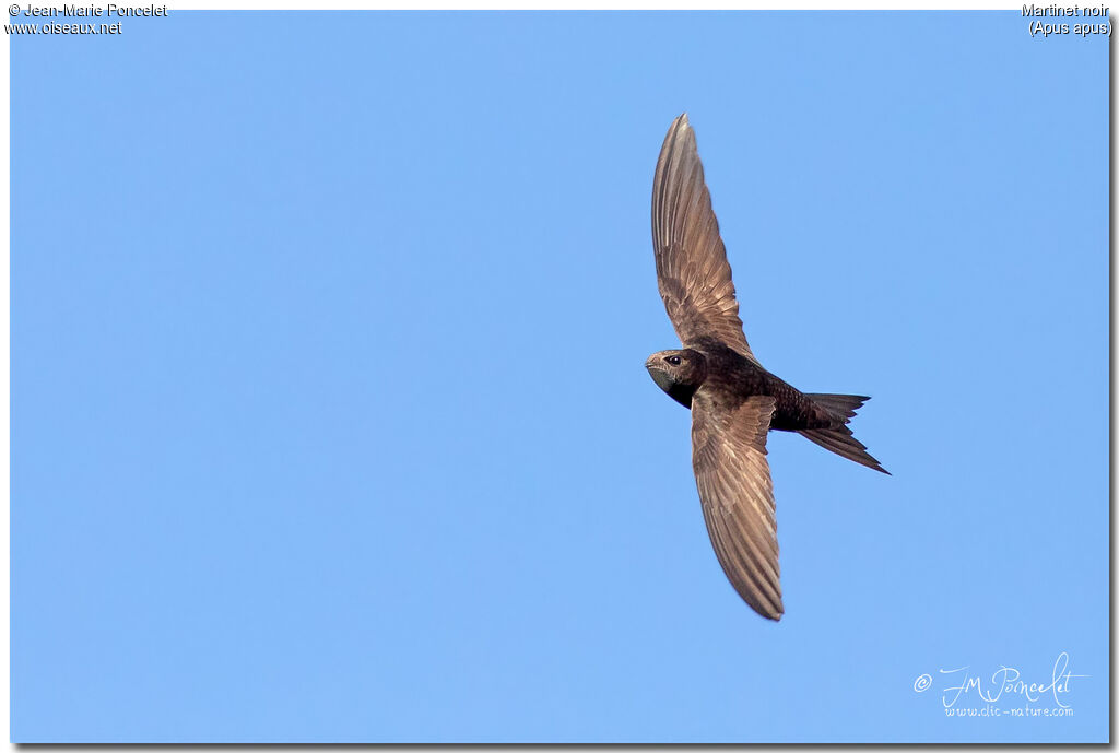 Common Swift