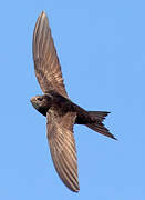 Common Swift