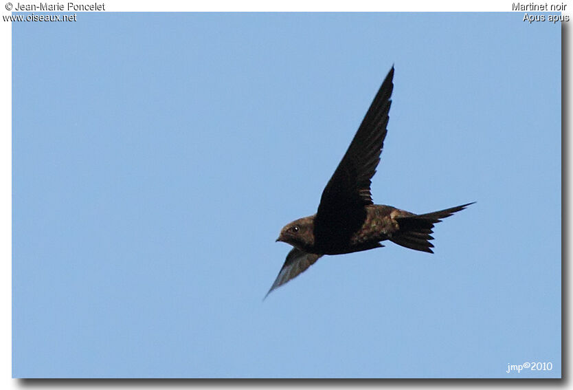 Common Swift