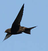 Common Swift