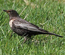 Ring Ouzel