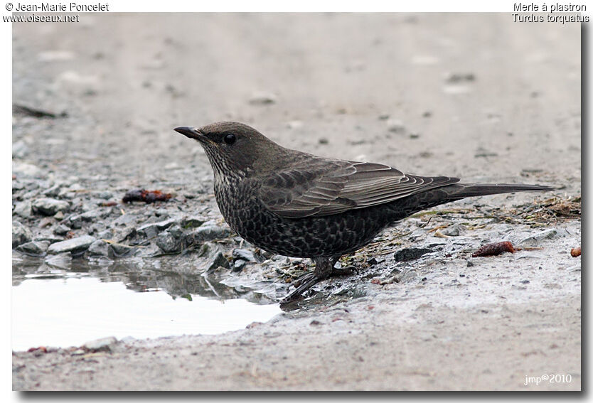 Ring Ouzel male First year