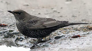 Ring Ouzel