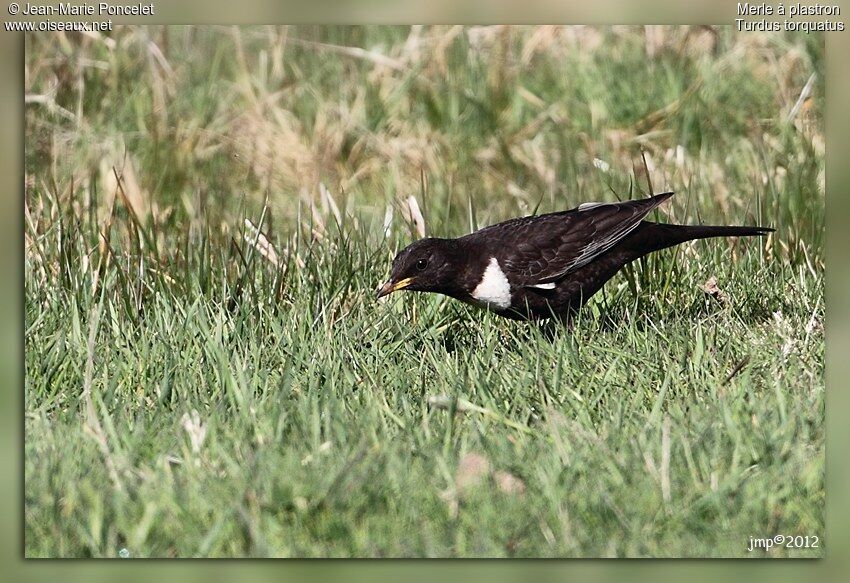 Ring Ouzel