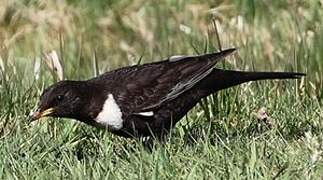 Ring Ouzel