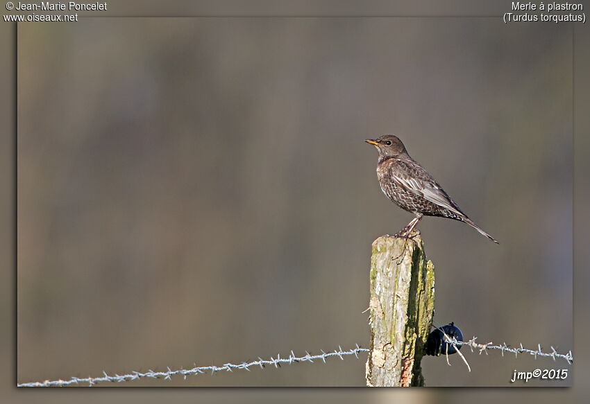 Ring Ouzel