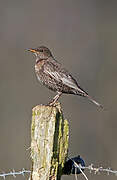 Ring Ouzel