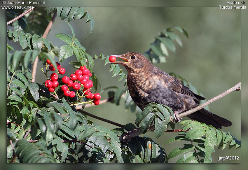 Common Blackbird