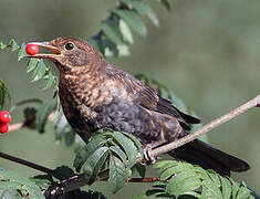 Common Blackbird