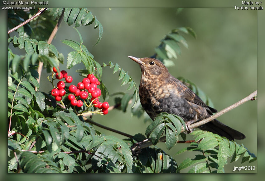 Common Blackbird